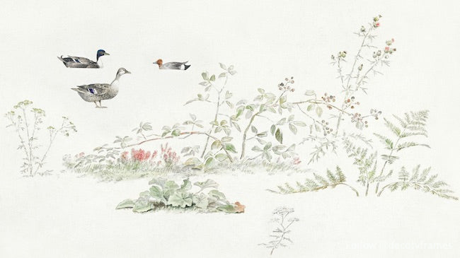 Studieblad met planten en watervogels (study sheet with plants and waterfowl)