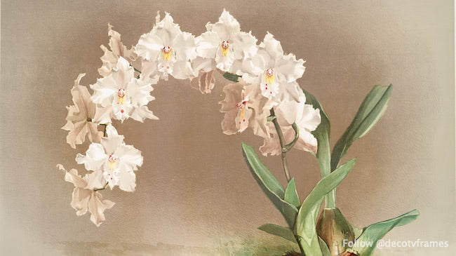 Odontoglossum crispum des orchidées Reichenbachia (1888-1894) 