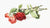Des roses 