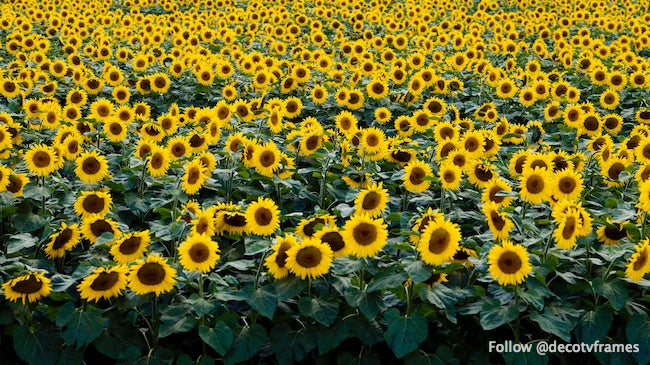 Girasoles en un campo de Wisconsin 