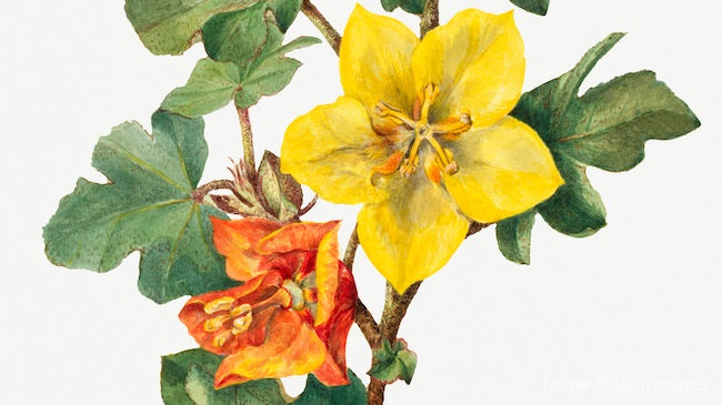 Mexican Fremontia (Fremontodendron mexicanum) (1926)