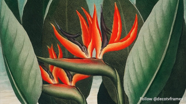 The Queenâ€“Plant from The Temple of Flora (1807)