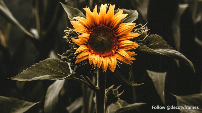 Capucines (1905) d&#39;Odilon Redon 