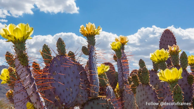 Figue de Barbarie Dollarjoint ; Opuntia chlorotica 