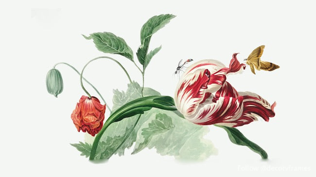 Tulip and a Poppy (ca. 1763â€“1825)