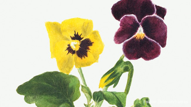 Pansies (1875)