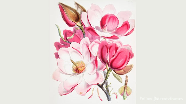 Magnolia de Campbell (Magnolia Campbellii) 