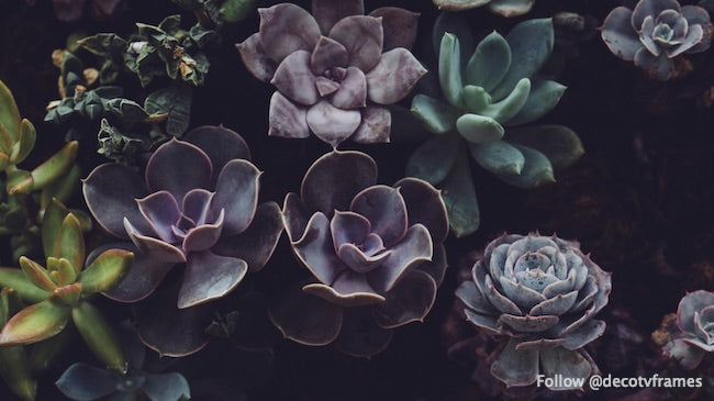 Succulents at Allan Gardens, Toronto, Canada