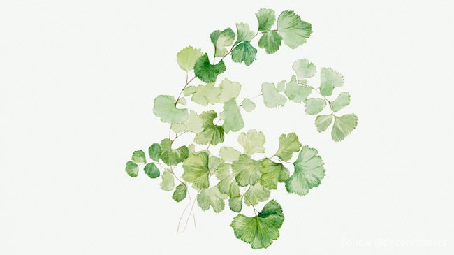 Puccon (Lithospermum ruderale) (1923) 