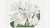 Le magazine botanique ou le jardin de fleurs affiché : White Cape – Coast Lily (1806) 