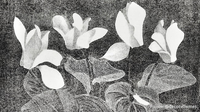 Cyclamens (1920) 