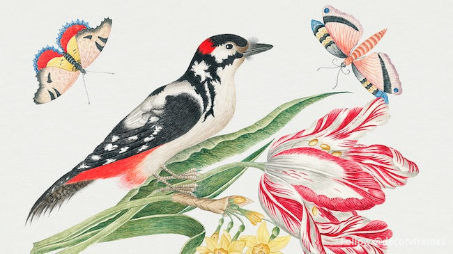 L'illustration du XVIIIe siècle d'un oiseau marbré noir et blanc sur une tige de tulipe avec des jonquilles et des papillons 